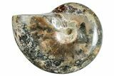 Polished Ammonite (Phylloceras?) Fossil - Madagascar #262118-1